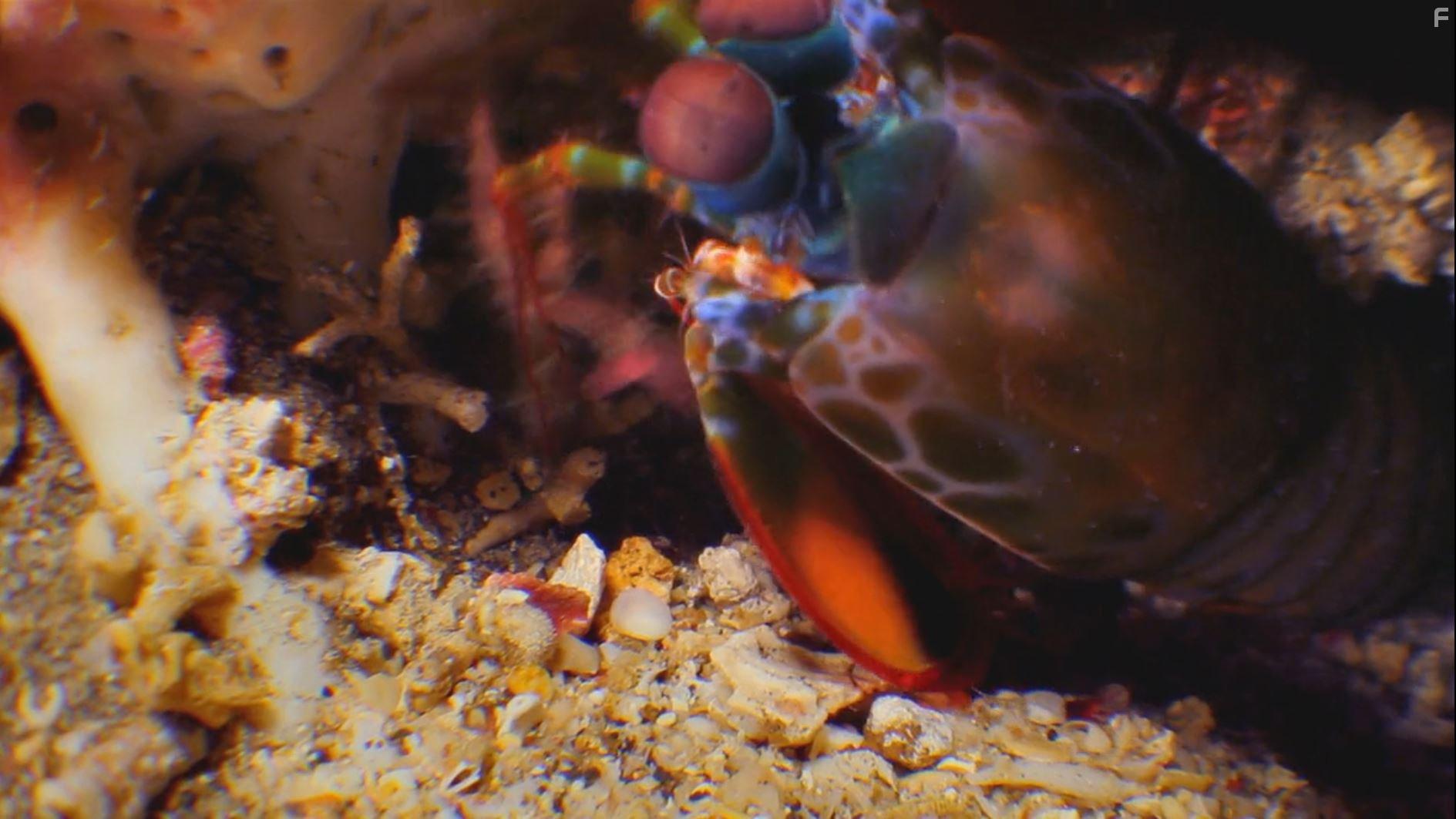 Secret Life of Predators (2013)