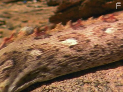 Сынки Тусона (2010)