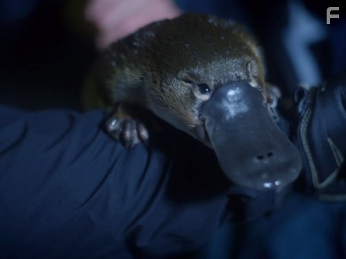 Народження континентiв (2013)