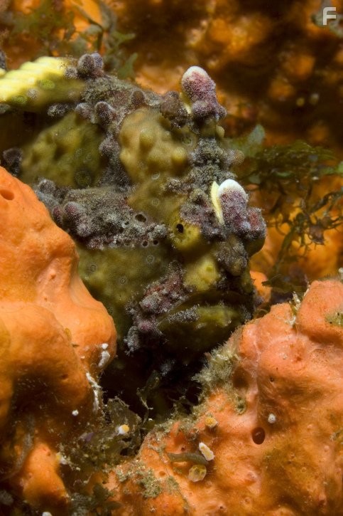 Under the Sea 3D (2009)