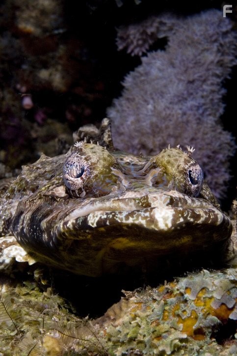 Under the Sea 3D (2009)