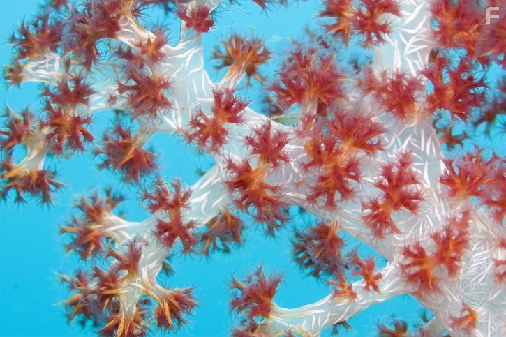 Under the Sea 3D (2009)