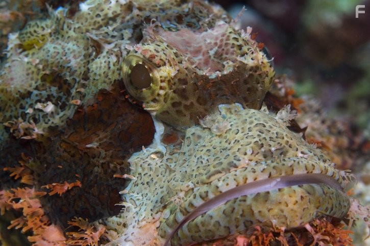 Under the Sea 3D (2009)