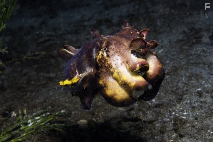 Under the Sea 3D (2009)