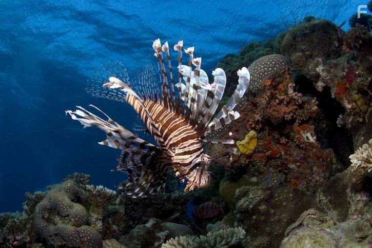 Under the Sea 3D (2009)