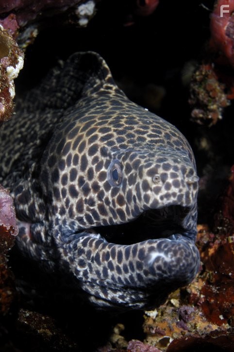 Honey Comb in Under the Sea 3D (2009)