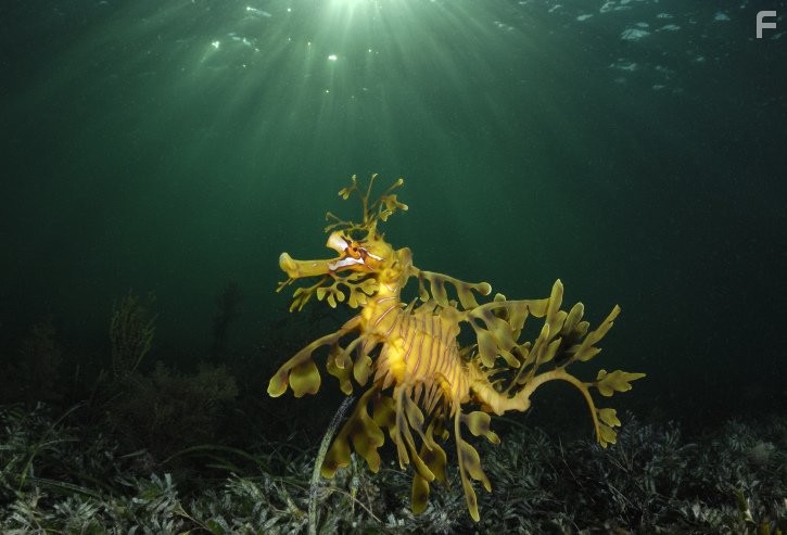 Under the Sea 3D (2009)