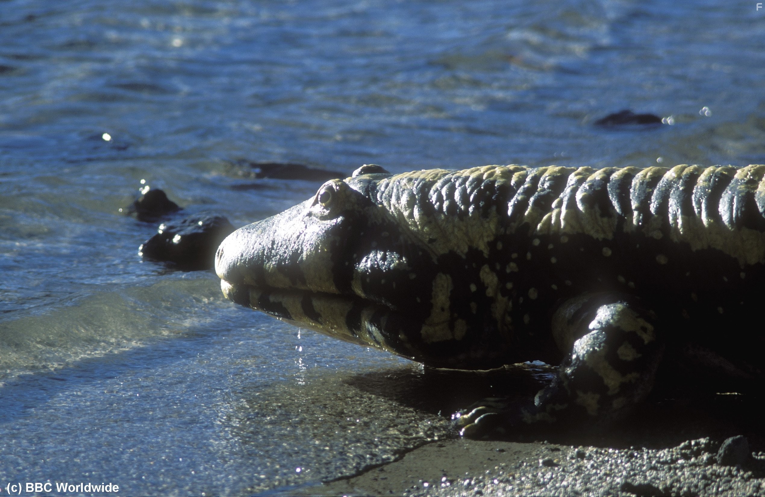 BBC: Прогулки с монстрами. Жизнь до динозавров