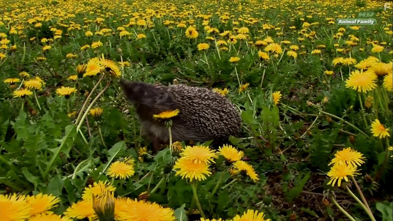 Год из жизни ежа #1