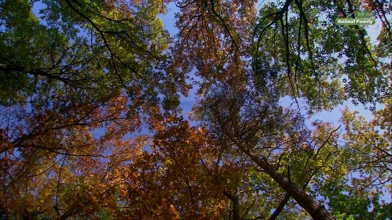 Год из жизни ежа #2