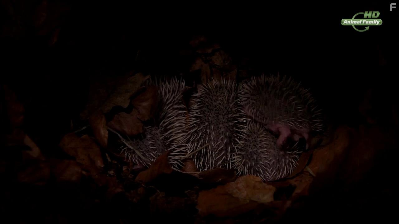 Год из жизни ежа #3