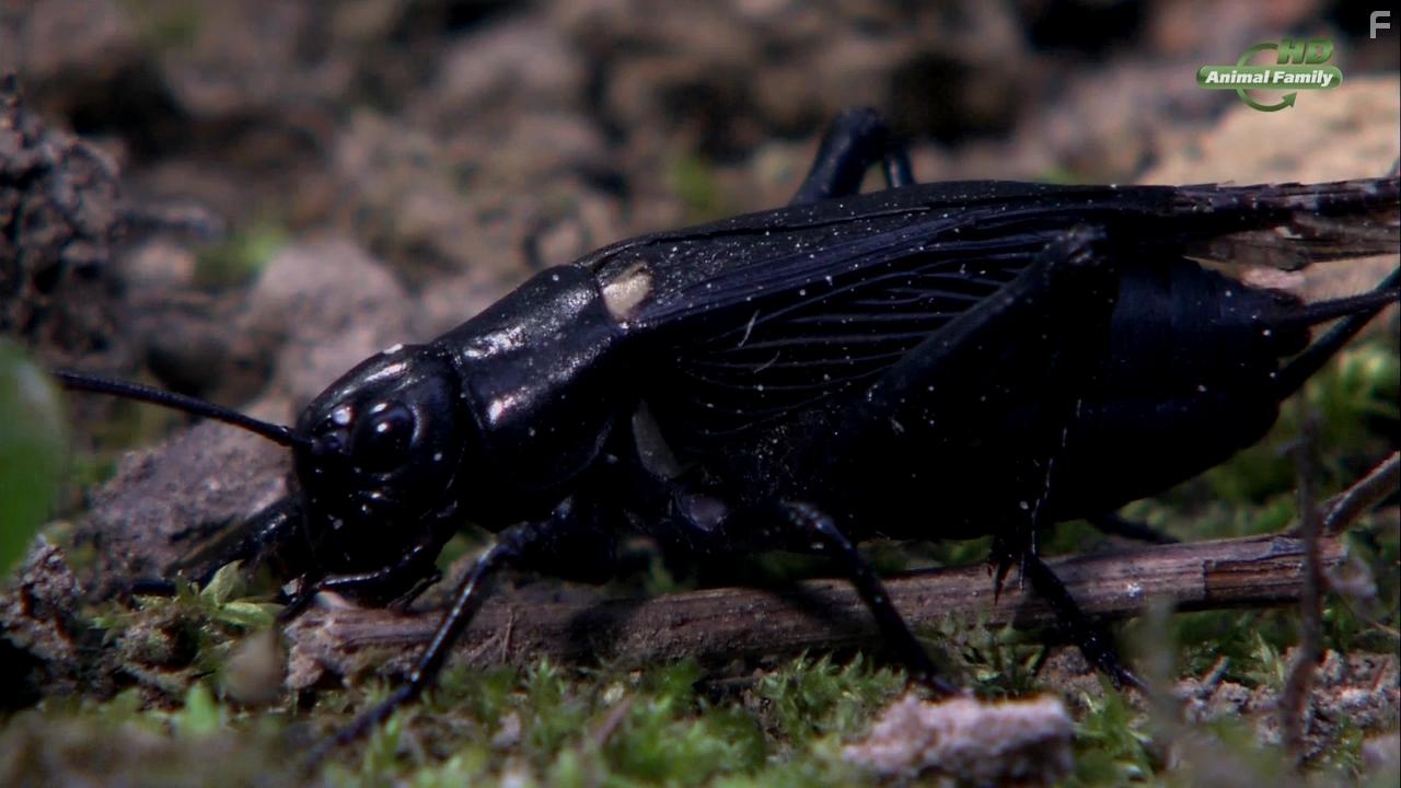 Год из жизни ежа