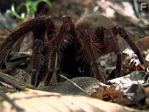 Голые и напуганные (2013)