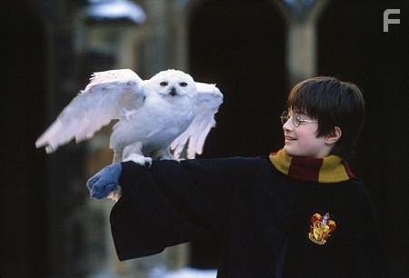 Harry & Hedwig