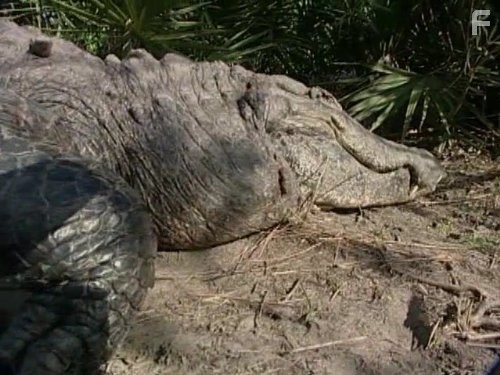 Американский мотоцикл (2003)