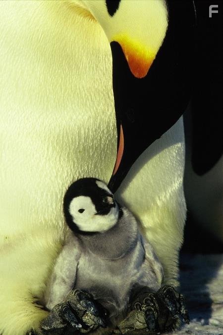 Птицы - 2: Путешествие на край света (2005)