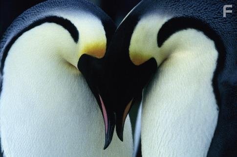 Птицы - 2: Путешествие на край света (2005)