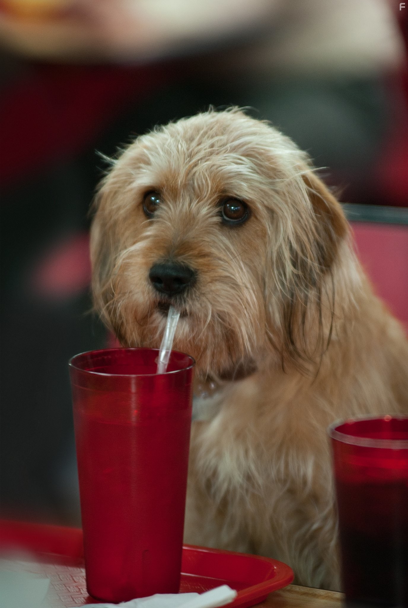 Телеведущий: И снова здравствуйте (2013)