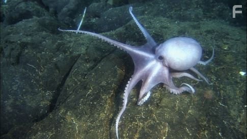 A deep ocean octopus, species unverified.