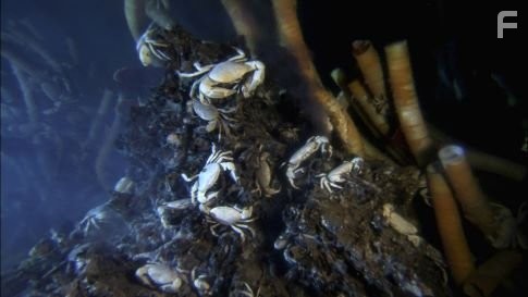 White vent crabs (Bythograea thermydron).