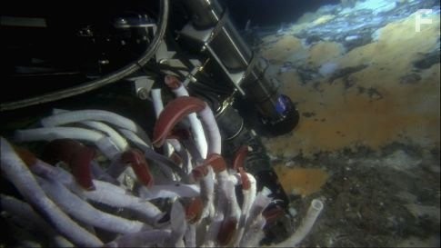 The white stalks and red plumes of the giant tubeworms (Riftia vestamentiferans) crowd the front of the Mir 1 submersible.  Also visible is Pan Conrad's (Jet Propulsion Laboratory) Fluorimeter, a device that detects organic molecules by exciting them with an ultra-violet laser.