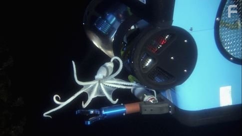 A deep ocean octopus attaches for a moment to ROV Bot 1 (aka "Jake").