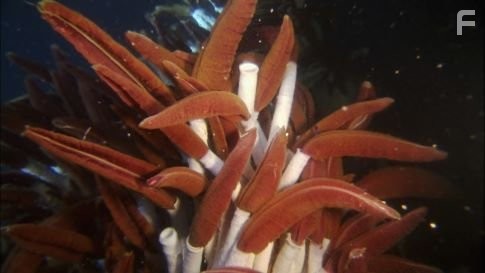 Giant tube worms (Riftia vestementiferans).