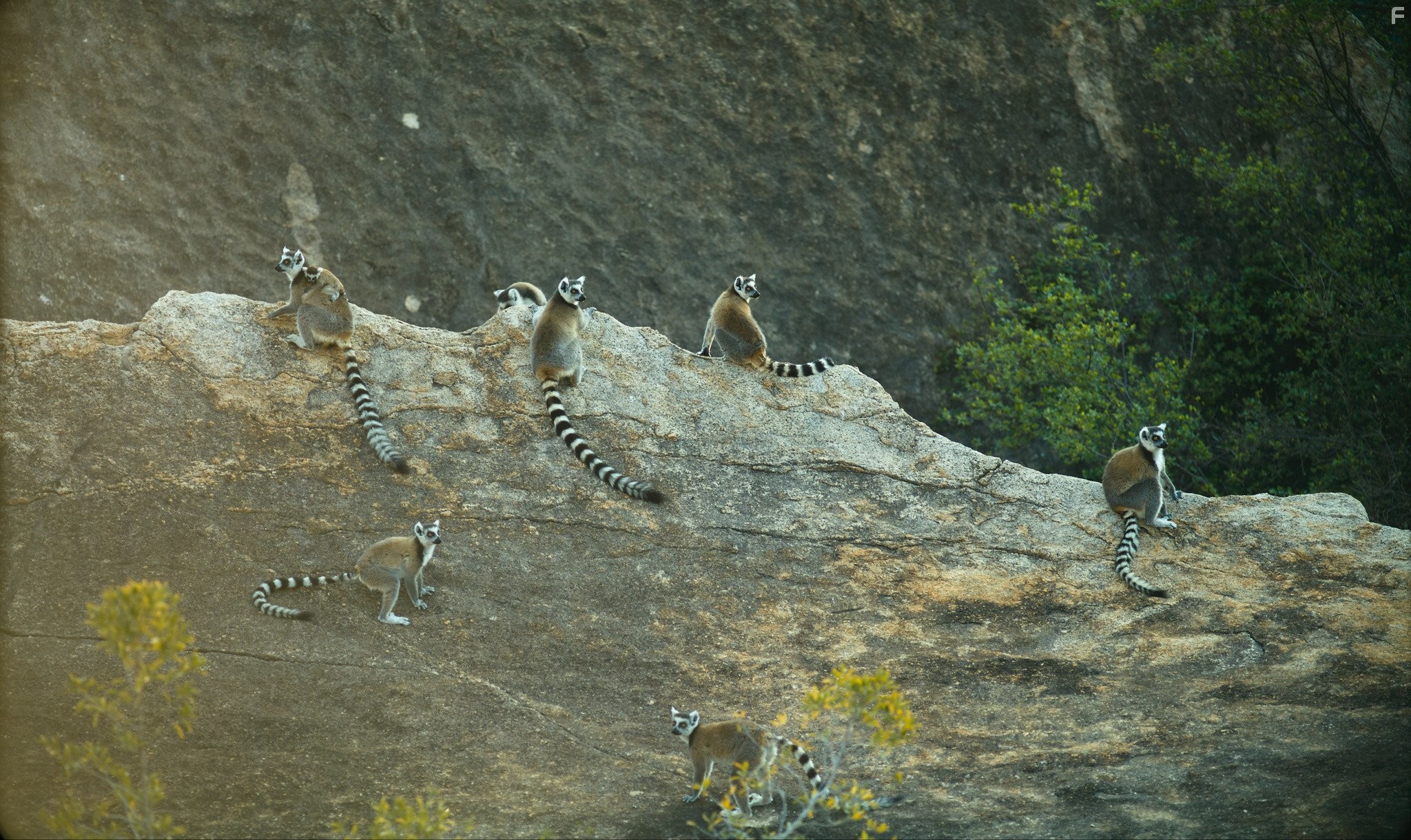 Остров лемуров: Мадагаскар (2014)