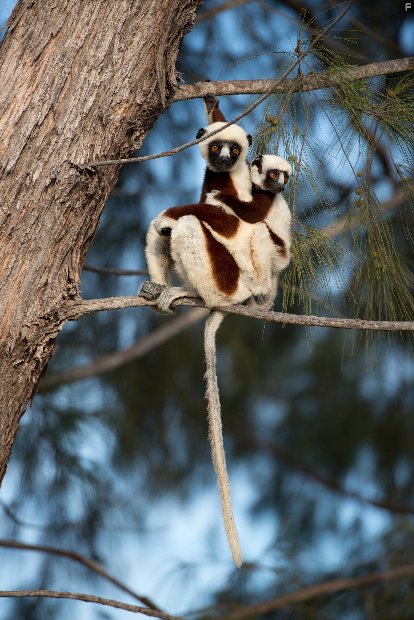 Остров лемуров: Мадагаскар (2014)