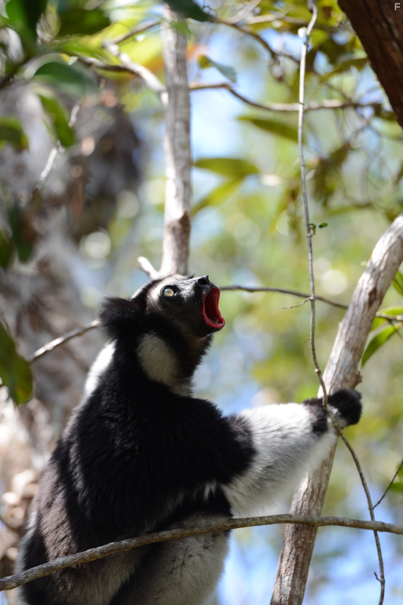 Остров лемуров: Мадагаскар (2014)