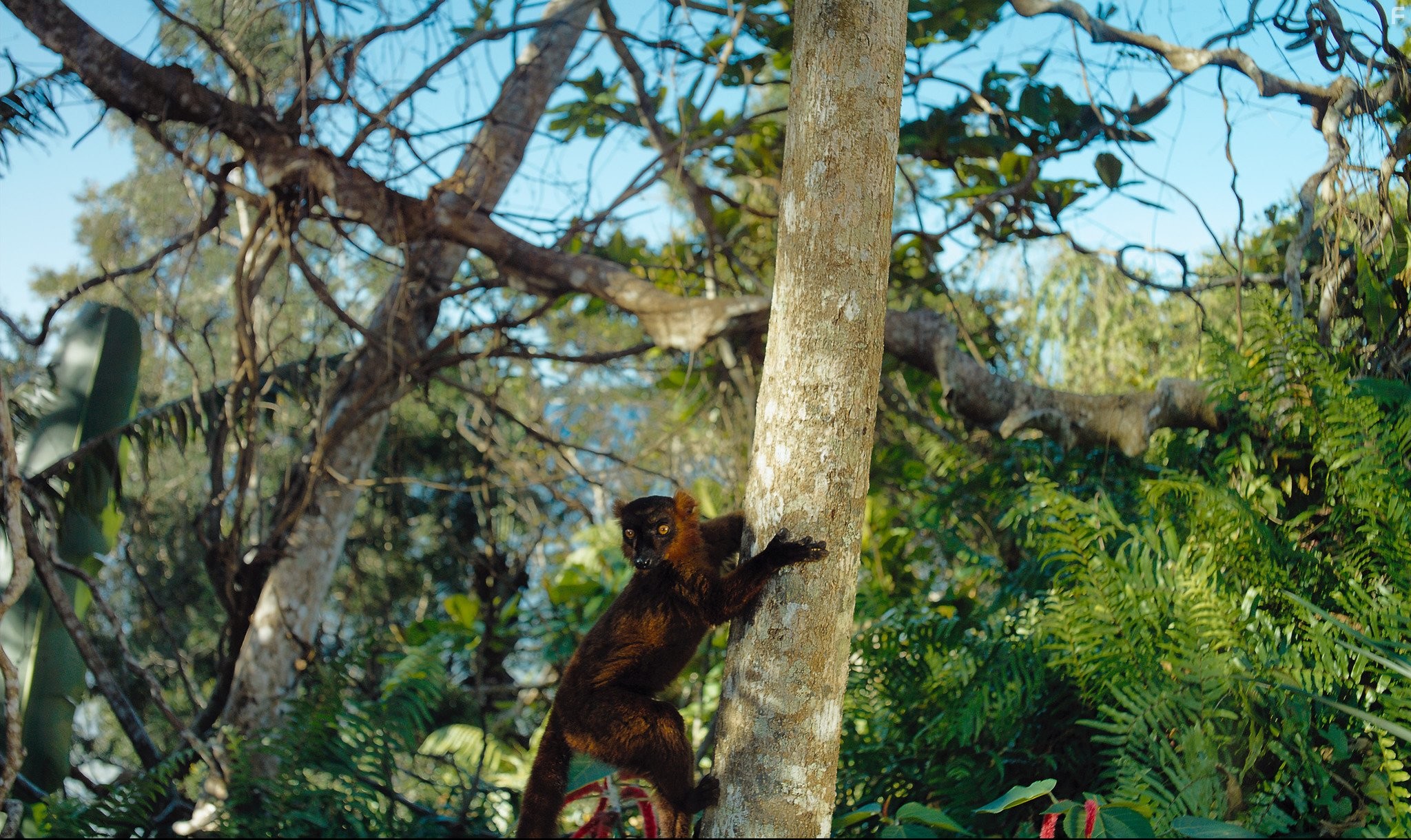 Остров лемуров: Мадагаскар (2014)