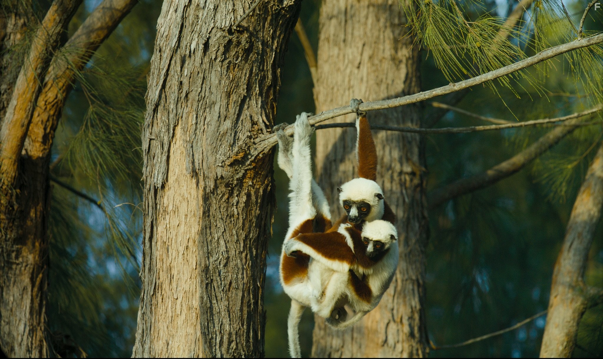 Остров лемуров: Мадагаскар (2014)