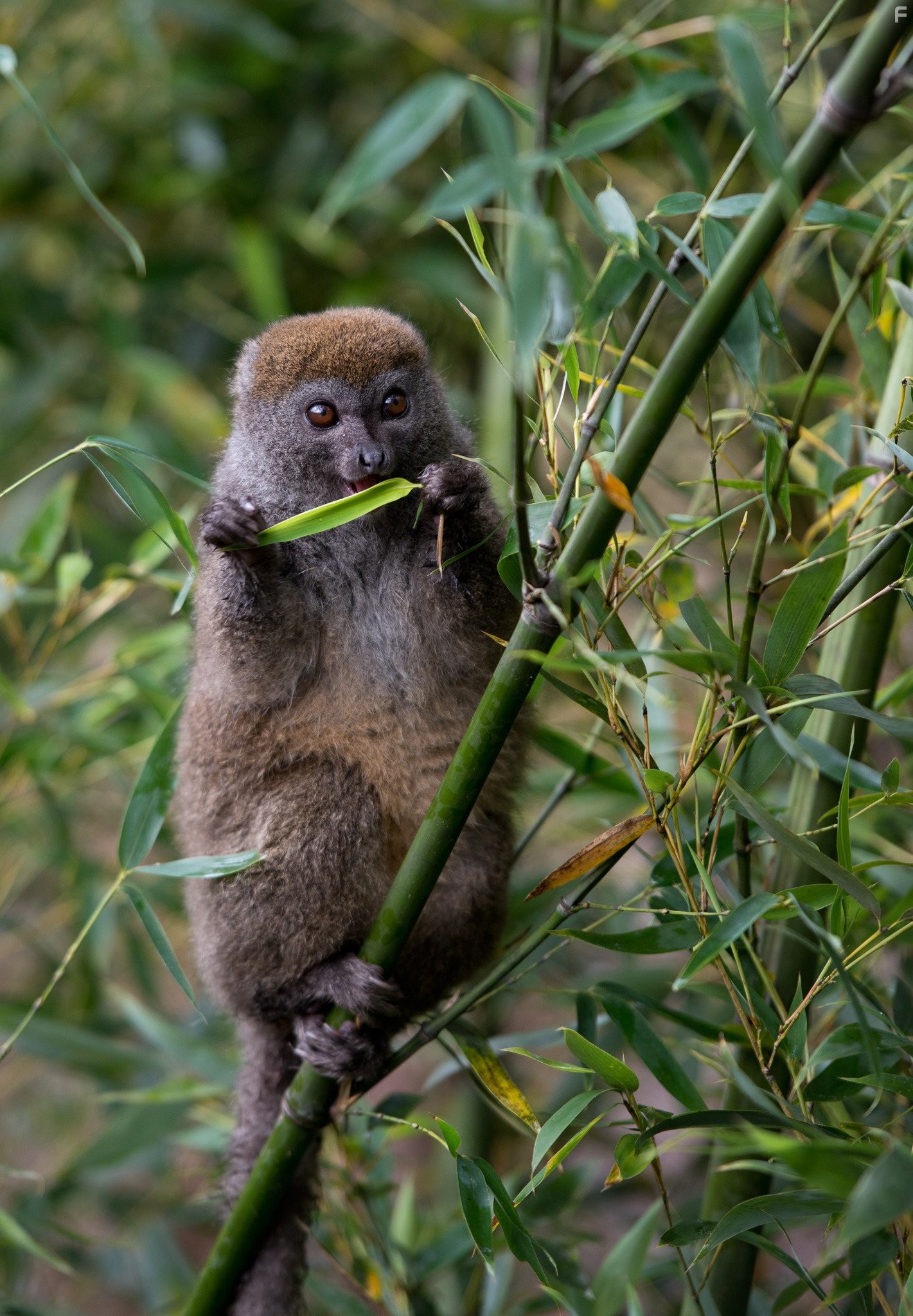 Остров лемуров: Мадагаскар (2014)