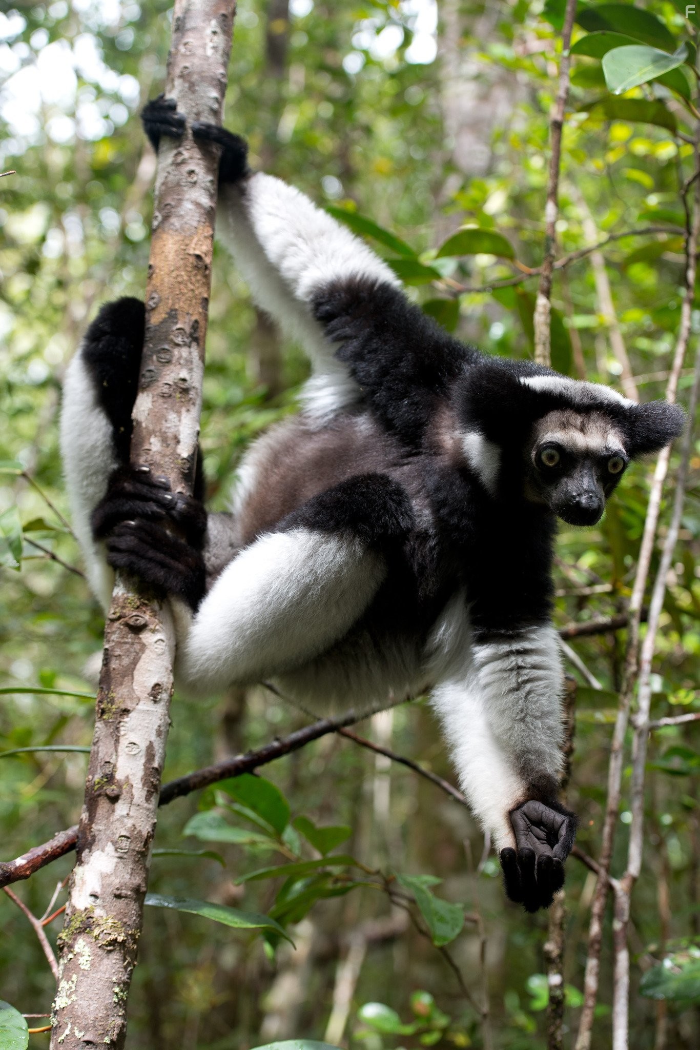 Остров лемуров: Мадагаскар (2014)