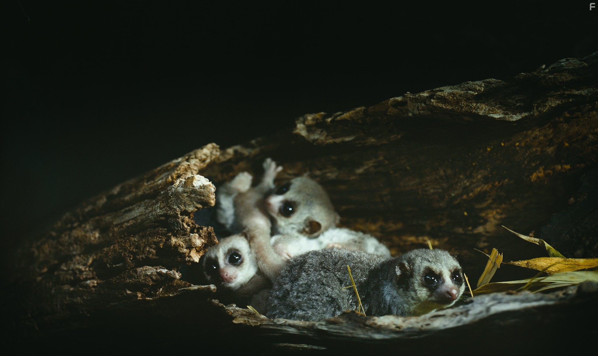 Остров лемуров: Мадагаскар (2014)