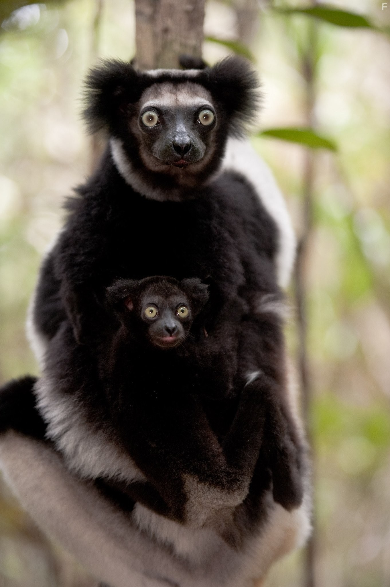 Остров лемуров: Мадагаскар (2014)