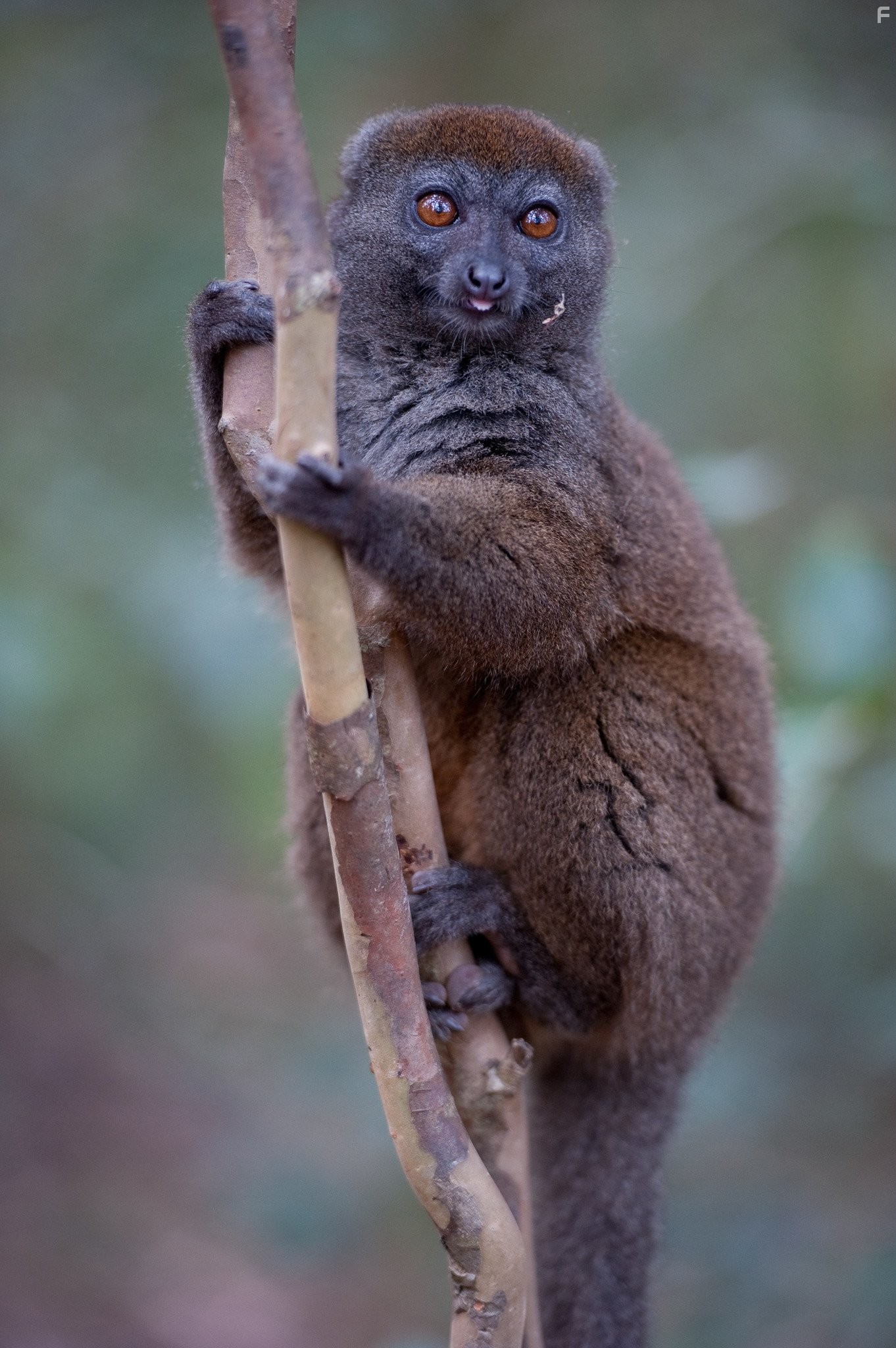 Остров лемуров: Мадагаскар (2014)