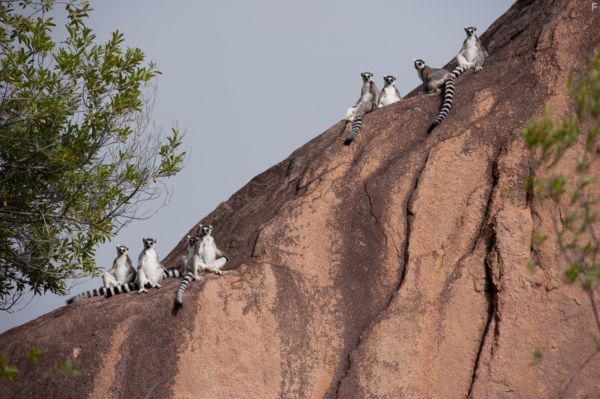 Остров лемуров: Мадагаскар (2014)