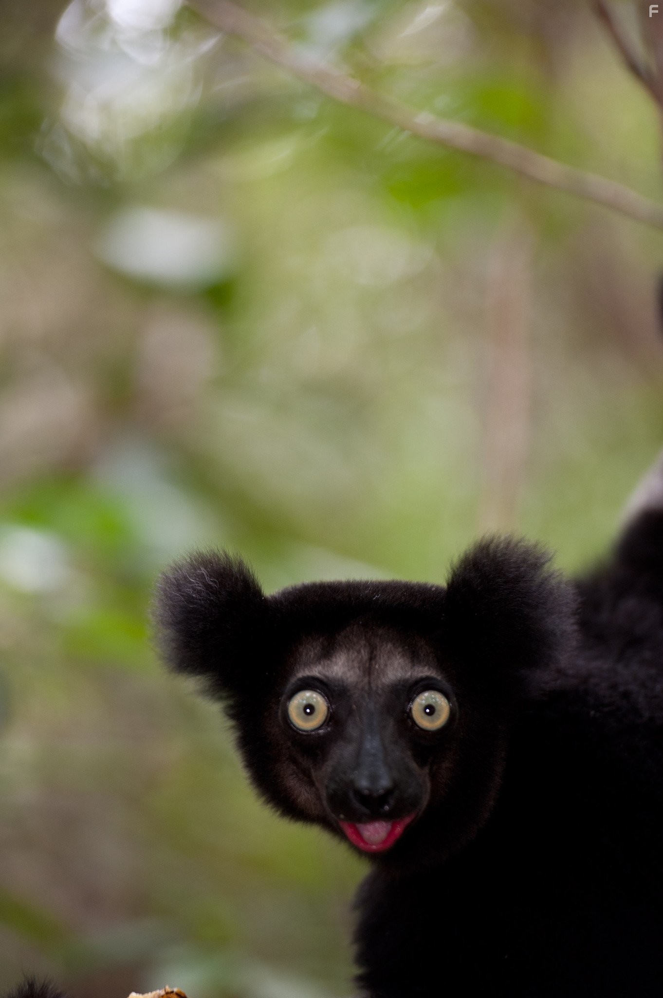 Остров лемуров: Мадагаскар (2014)