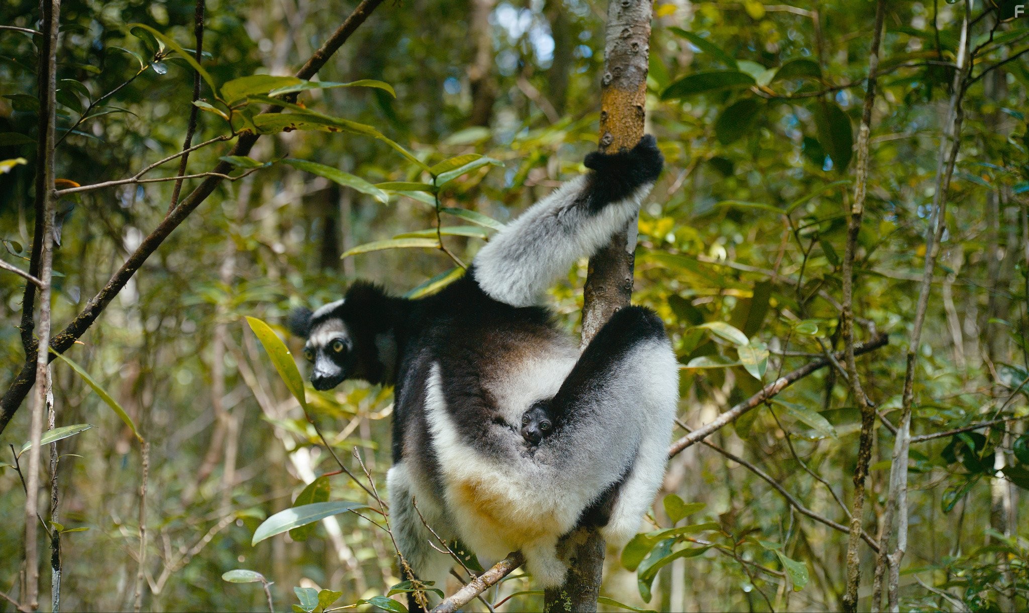 Остров лемуров: Мадагаскар (2014)