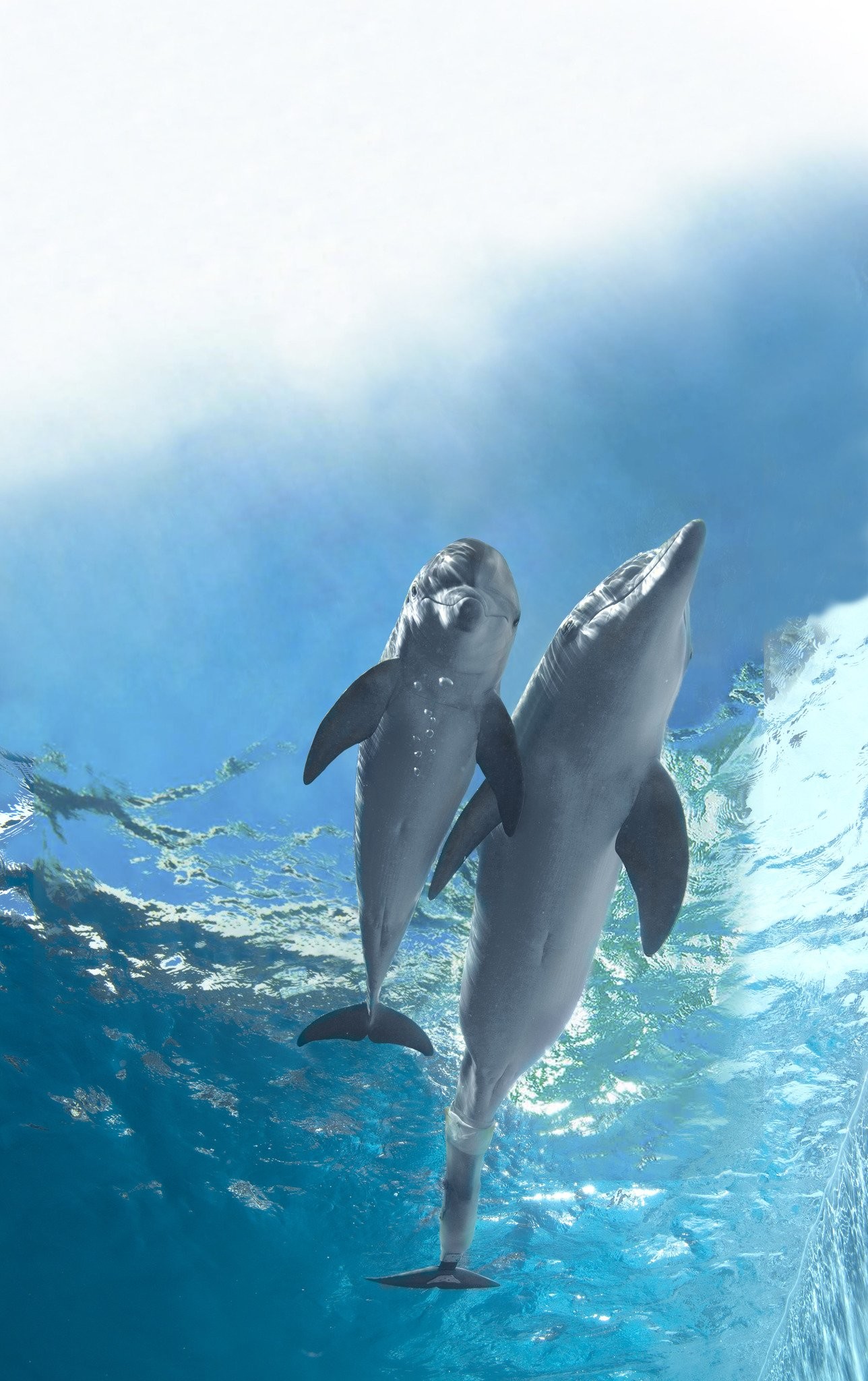 История дельфина 2 (2014)