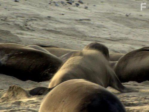 Дикий запад