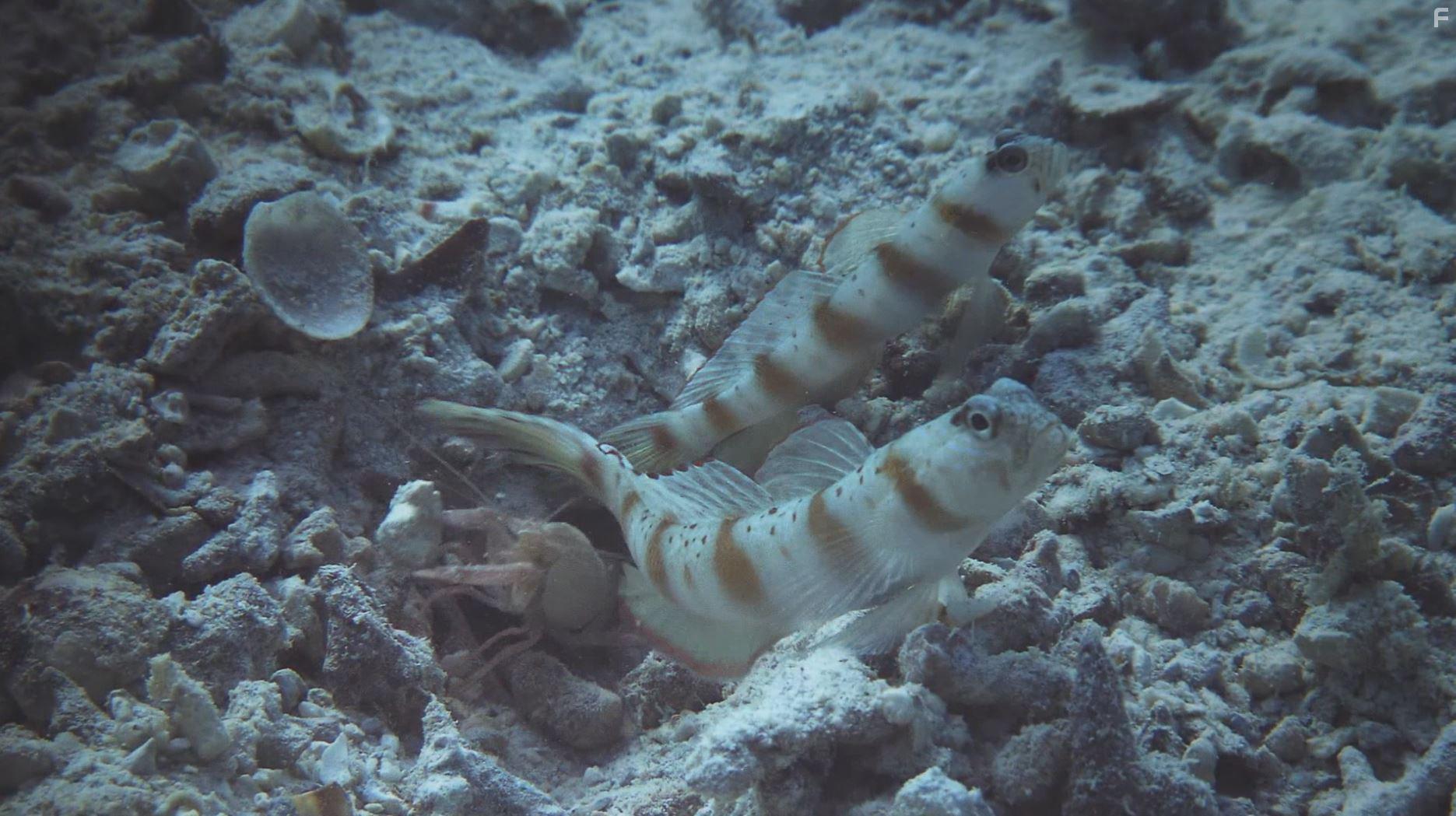 Kingdom of the Oceans (2011)