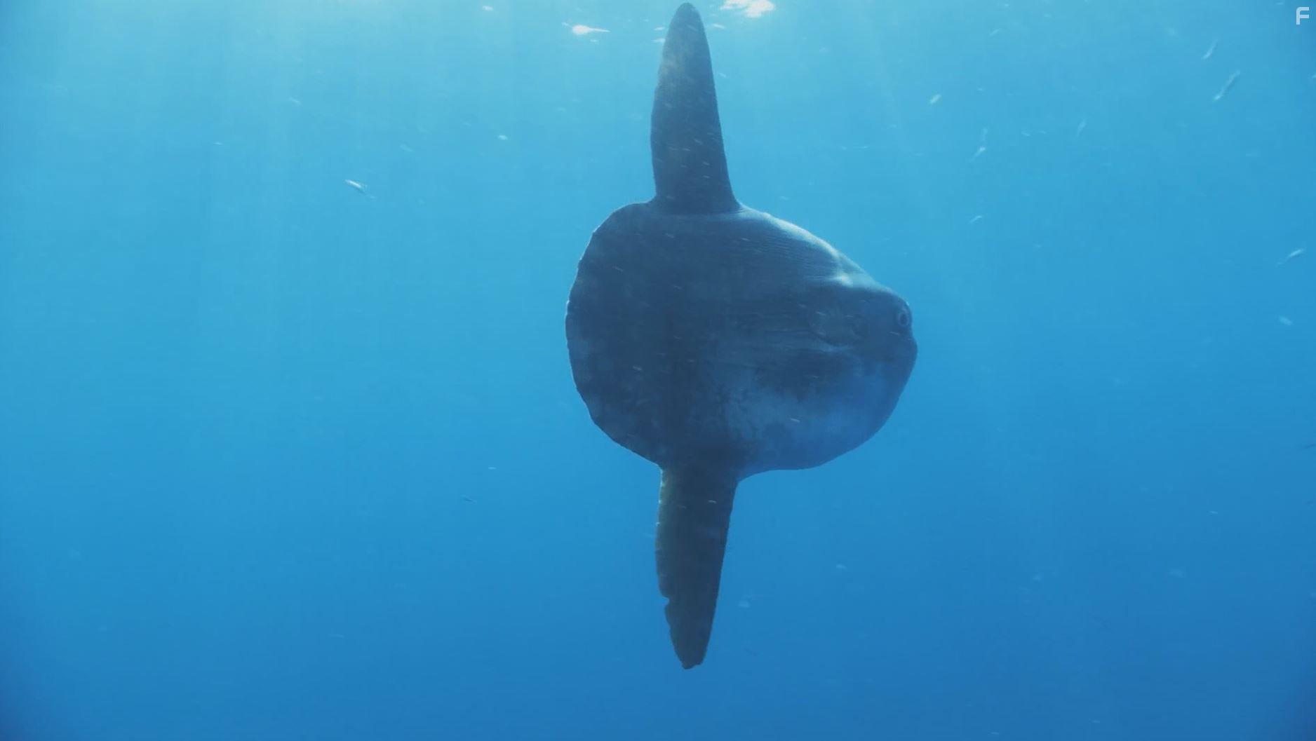 Kingdom of the Oceans (2011)