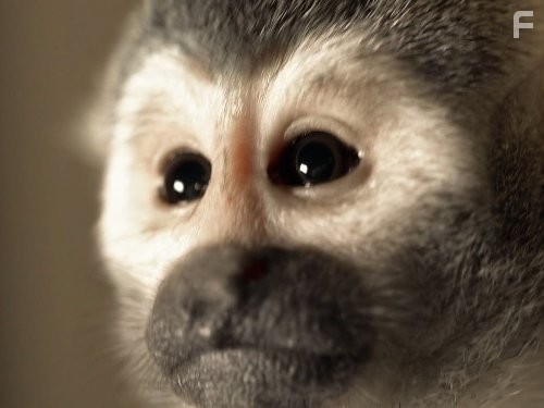 Your Inner Fish (2014)