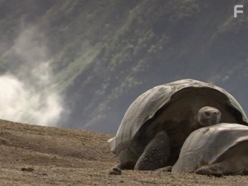 BBC: Жизнь с холодной кровью