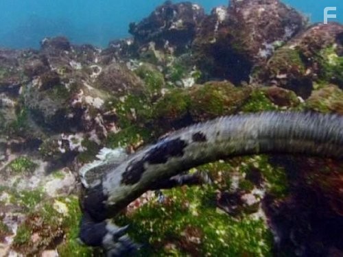 Жизнь с холодной кровью (2008)