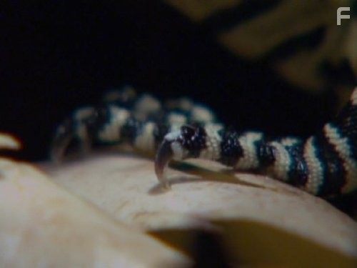 Жизнь с холодной кровью (2008)