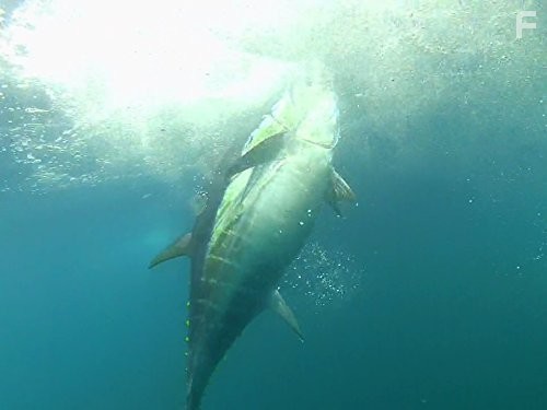 Wicked Tuna (2012)