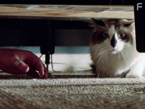 My Cat from Hell (2011)